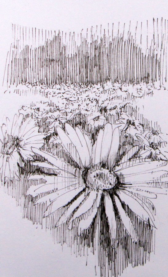 https://lovetodrawblog.files.wordpress.com/2014/11/field-of-daisies-ink.jpg